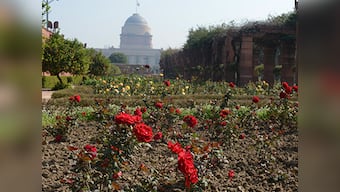 Mughal gardens in Rashtrapati Bhavan to be open for public from Friday