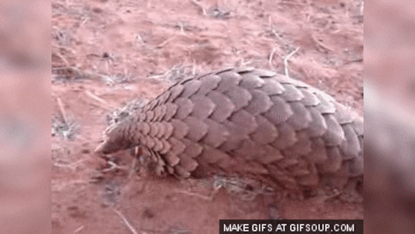 The Maneka Gandhi column: What's scaly, eats ants, and is the most poached animal in India?