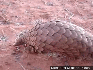 The Maneka Gandhi column: What's scaly, eats ants, and is the most poached animal in India? The Maneka Gandhi column: What's scaly, eats ants, and is the most poached animal in India?