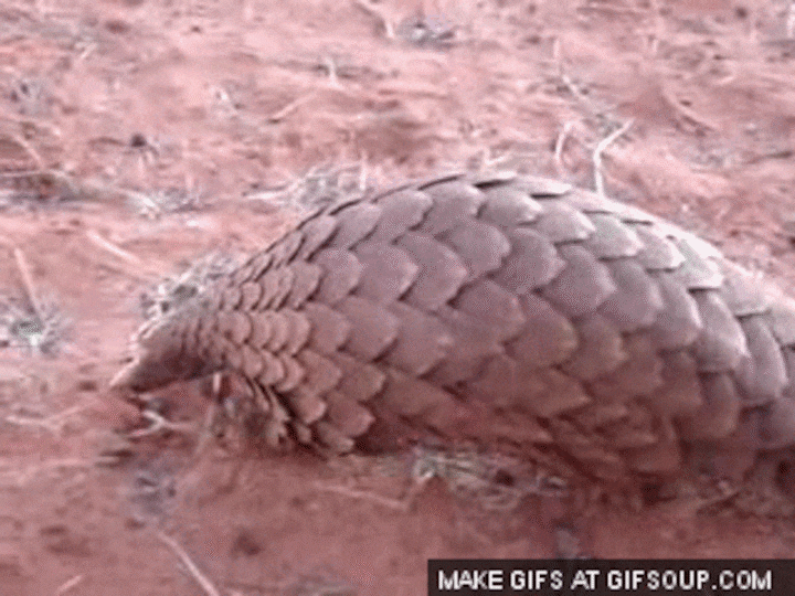 The Maneka Gandhi column: What's scaly, eats ants, and is the most poached animal in India?