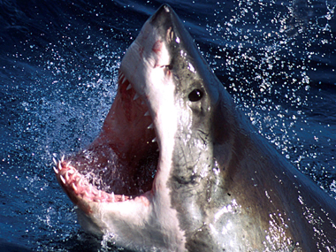 Indian-origin US financier killed in shark attack while scuba diving off Costa Rican island Indian-origin US financier killed in shark attack while scuba diving off Costa Rican island