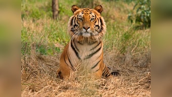 112-member special force and 100 forest personnel to patrol Corbett Tiger Reserve