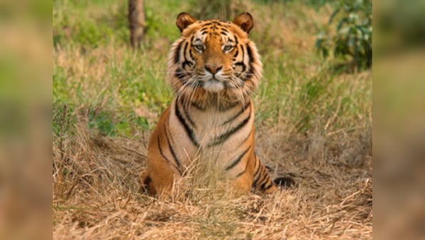 112-member special force and 100 forest personnel to patrol Corbett Tiger Reserve
