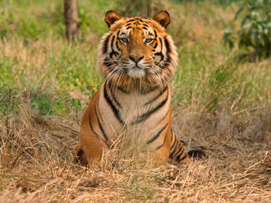112-member special force and 100 forest personnel to patrol Corbett Tiger Reserve 112-member special force and 100 forest personnel to patrol Corbett Tiger Reserve