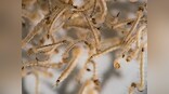 Medical breakthrough: Brazilian scientists design Zika detecting test