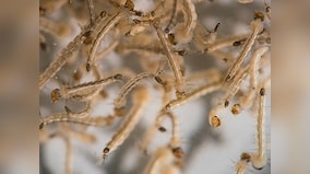 Medical breakthrough: Brazilian scientists design Zika detecting test