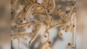 Zika chronicles: Everything you need to know about the deadly virus