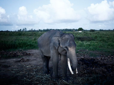 Tanzania court hands two Chinese men 35-year sentences for slaughtering 226 elephants, smuggling ivory Tanzania court hands two Chinese men 35-year sentences for slaughtering 226 elephants, smuggling ivory