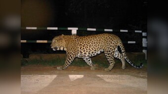 Malegaon farmer arrested for feeding poison-laced calf carcass to leopard