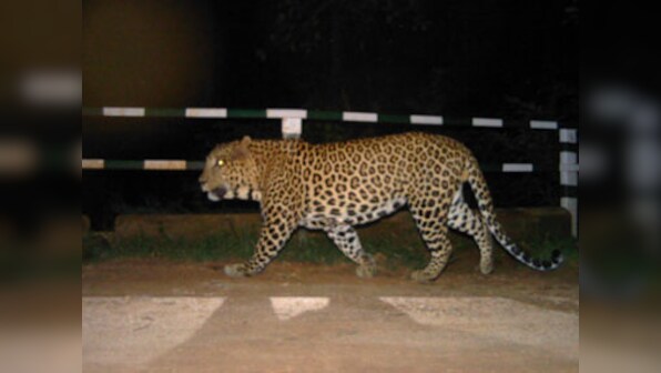 Malegaon farmer arrested for feeding poison-laced calf carcass to leopard