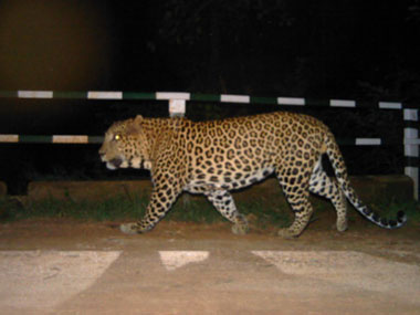 Malegaon farmer arrested for feeding poison-laced calf carcass to leopard Malegaon farmer arrested for feeding poison-laced calf carcass to leopard