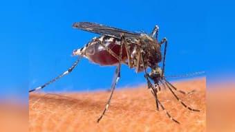 70 percent of malaria cases in south east Asia are reported from India, says govt