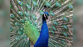 No 'mor' our National Bird? Peacocks may be declared 'vermin' in Goa