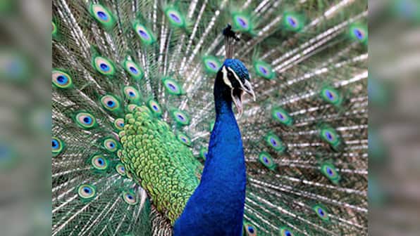 No 'mor' our National Bird? Peacocks may be declared 'vermin' in Goa