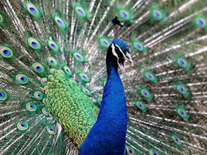 No 'mor' our National Bird? Peacocks may be declared 'vermin' in Goa