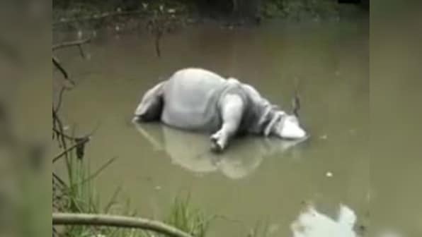 Poachers kill rhino at Kaziranga National Park, third such case in 40 days