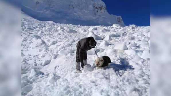 Dot, Misha and 150 men: How two canines helped troops to locate a hope called Lance Naik Koppad in Siachen