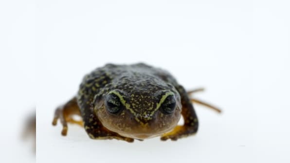 The eyebrows have it: Frog with yellow eyebrows discovered in Colombia