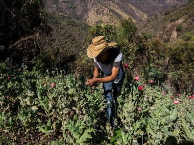 A Mexican farmer working in an opium filed in Guerrero. Getty Images
