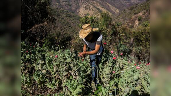 Mexican state supplying half of America's heroin may soon legalise opium farming for medical use