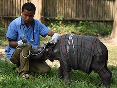 Rhino Rescue and Rehabilitation