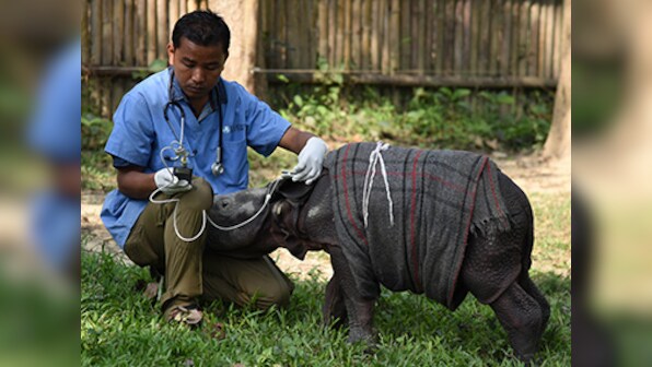 Here's Kaziranga story that's not about poaching: Rangers rescue 12-day-old abandoned rhino