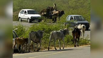 Madhya Pradesh man arrested for raping cow, charged under Section 377