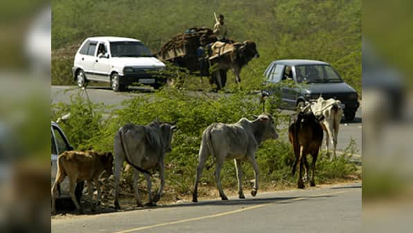 Madhya Pradesh man arrested for raping cow, charged under Section 377