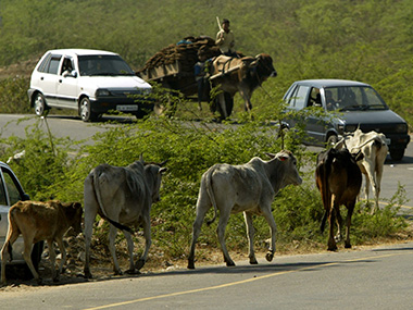 Madhya Pradesh man arrested for raping cow, charged under Section 377 Madhya Pradesh man arrested for raping cow, charged under Section 377
