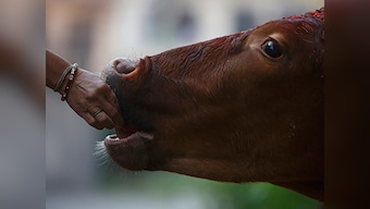 Gir cows pee gold, claim Junagadh Agricultural University scientists