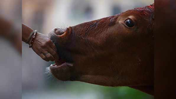Gir cows pee gold, claim Junagadh Agricultural University scientists