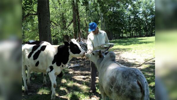 Just a prank or 'ethnic intimidation'? Severed cow's head placed at Hindu sanctuary in Pennsylvania