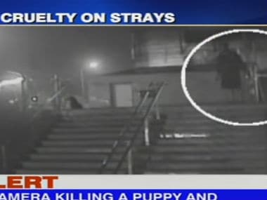Shocking animal cruelty caught on camera: Man stabs three dogs and a puppy in Delhi