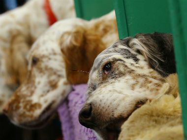 The Maneka Gandhi column: Animal cruelty is a top-tier federal crime in the US, what's stopping us from following suit? The Maneka Gandhi column: Animal cruelty is a top-tier federal crime in the US, what's stopping us from following suit?