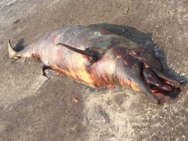 Dead dolphins washing up on Mumbai shores aren't unique: Over 100 such incidents since 2015, says expert Dead dolphins washing up on Mumbai shores aren't unique: Over 100 such incidents since 2015, says expert