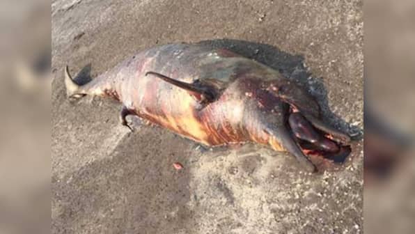 Dead dolphins washing up on Mumbai shores aren't unique: Over 100 such incidents since 2015, says expert