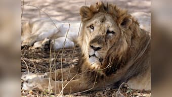 Faith bites? Self-proclaimed ‘prophet’ picks fight with lions, suffers serious damage to his buttocks