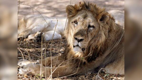 Faith bites? Self-proclaimed ‘prophet’ picks fight with lions, suffers serious damage to his buttocks