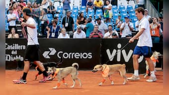 Woof and volley: Shelter dogs that once roamed the streets become ball boys at Brazil Open