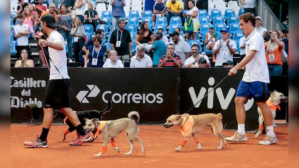 Woof and volley: Shelter dogs that once roamed the streets become ball boys at Brazil Open
