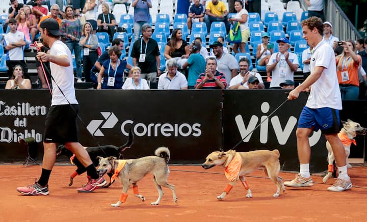 Woof and volley: Shelter dogs that once roamed the streets become ball boys at Brazil Open