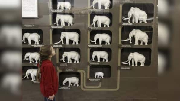 Species at the brink of extinction may vanish without fossil trace: Study