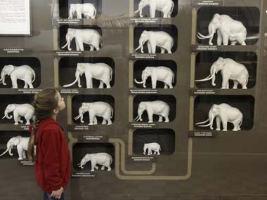 Species at the brink of extinction may vanish without fossil trace: Study Species at the brink of extinction may vanish without fossil trace: Study