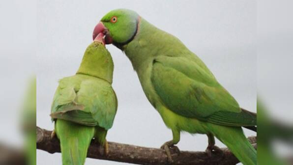Size doesn't matter: Parrots, crows as smart as apes despite much smaller brains