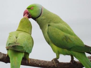 Size doesn't matter: Parrots, crows as smart as apes despite much smaller brains