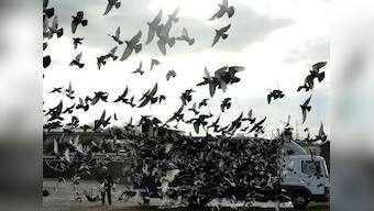 The Maneka Gandhi column: High time we took action against animal torture in pigeon racing