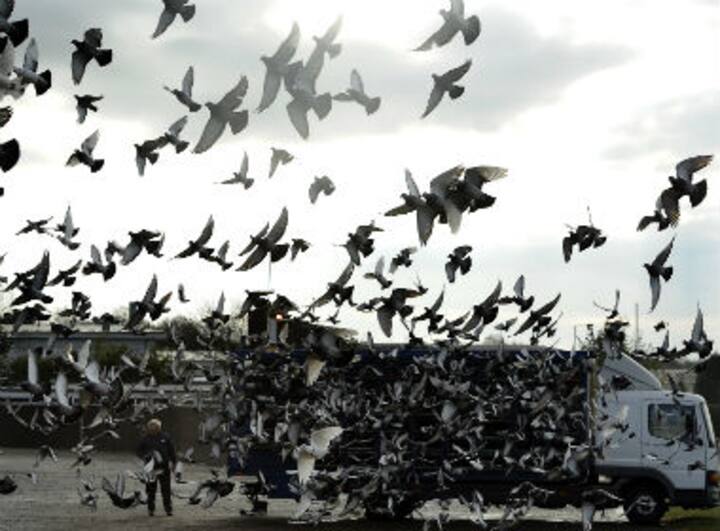 The Maneka Gandhi column: High time we took action against animal torture in pigeon racing