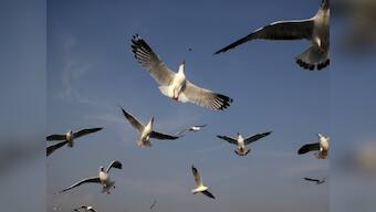 Bird droppings apparently caused New York nuclear reactor outage