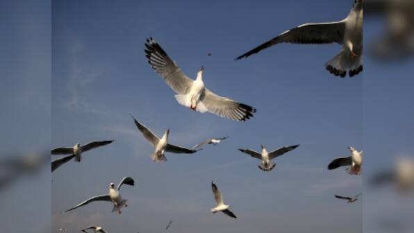 Bird droppings apparently caused New York nuclear reactor outage