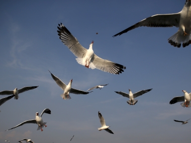 Bird droppings apparently caused New York nuclear reactor outage Bird droppings apparently caused New York nuclear reactor outage